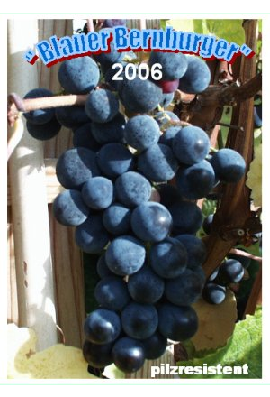 Blauer Bernburger Etikett 2006